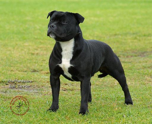 Staffordshire Bull Terrier 9K023D-20.JPG